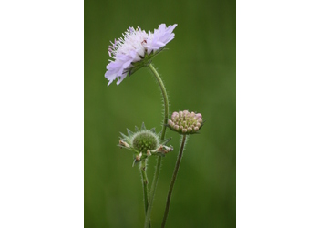 Wiesen-Witwenblume (Knautia arvensis) - © Emanuel Trummer